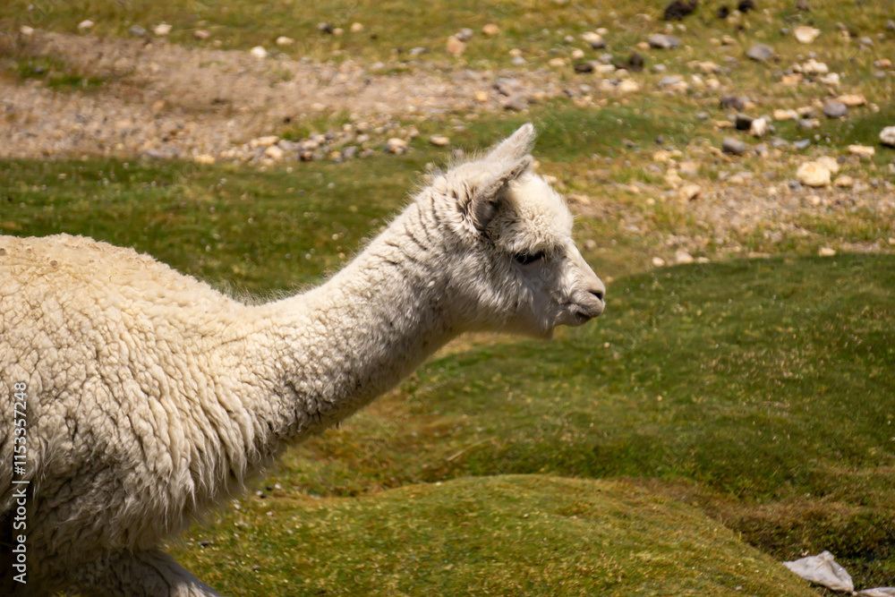 Fototapeta premium Alpacas and llamas grazing in their natural habitat at Salinas y Aguada Blanca Reserve Peru