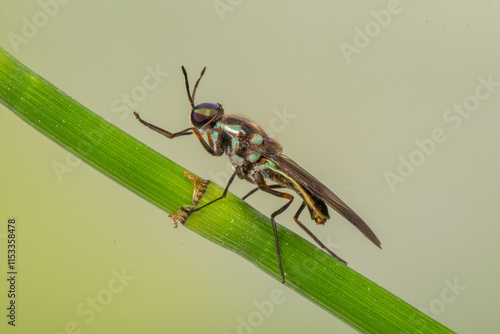Hermetia illucens, known colloquially as the black soldier fly, is a widespread fly of the family Stratiomyidae