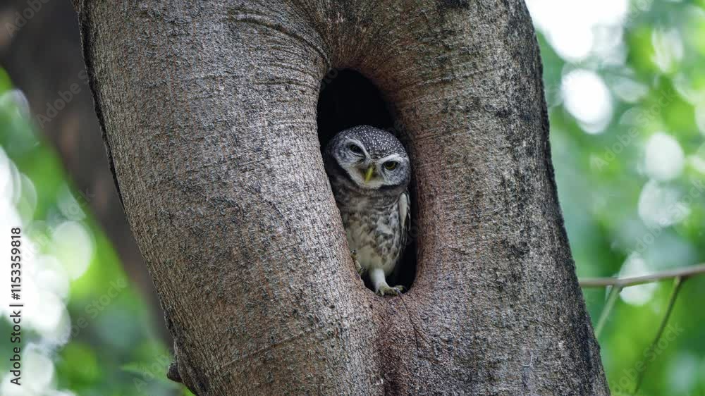 Spotted Owl On The Tree Hollow In The Forest. - static shot Spotted Owl On The Tree Hollow In The Forest. - static shot