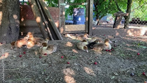 Chicken and chickens in a poultry yard in the countryside. Chickens in a barnyard in the village. A sunny summer day. Agricultural industry. High quality 4k footage photo