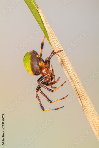 Araniella is a genus of orb-weaver spiders (family Araneidae)