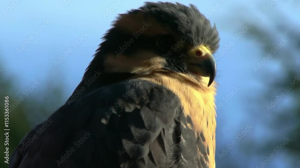 Close View Of An Aplomado Falcon Looking Around Close View Of An Aplomado Falcon Looking Around