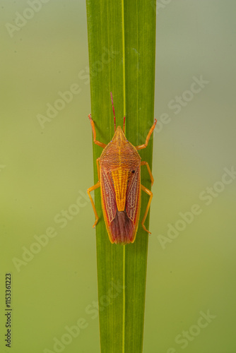 Oebalus pugnax, the rice stink bug, is a flying insect in the shield bug family Pentatomidae native to North America