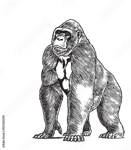 Gorilla and chimpanzee hand drawn, engraved wild animals in vintage or retro style, zoology african set
