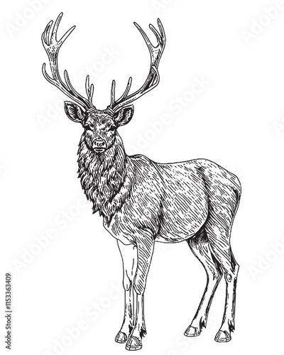 Vintage engraved illustration isolated on white background - Fallow deer sketch Black and White sketch background