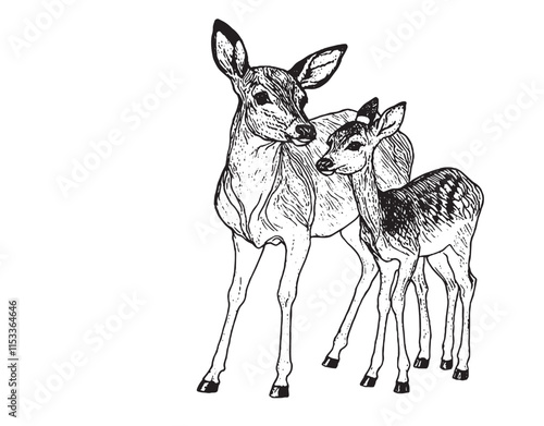 Hand drawn black ink sketch of Sika deer baby isolated on white background. Vector illustration of wild stag. Vintage engrave of young deer