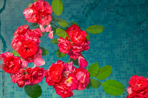Horizontal picture of red roses and petals in water on a blue background, top view