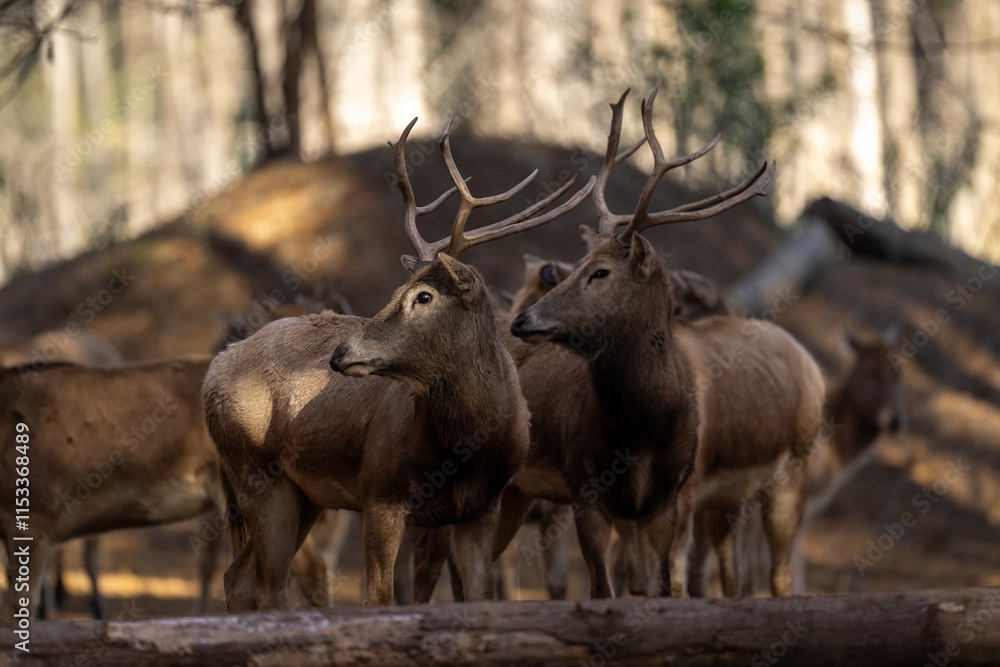 Elk rest in a sunny forest.