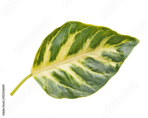 vibrant philodendron leaf with striking variegated patterns isolated on transparency background, showcasing its natural beauty and intricate details photo