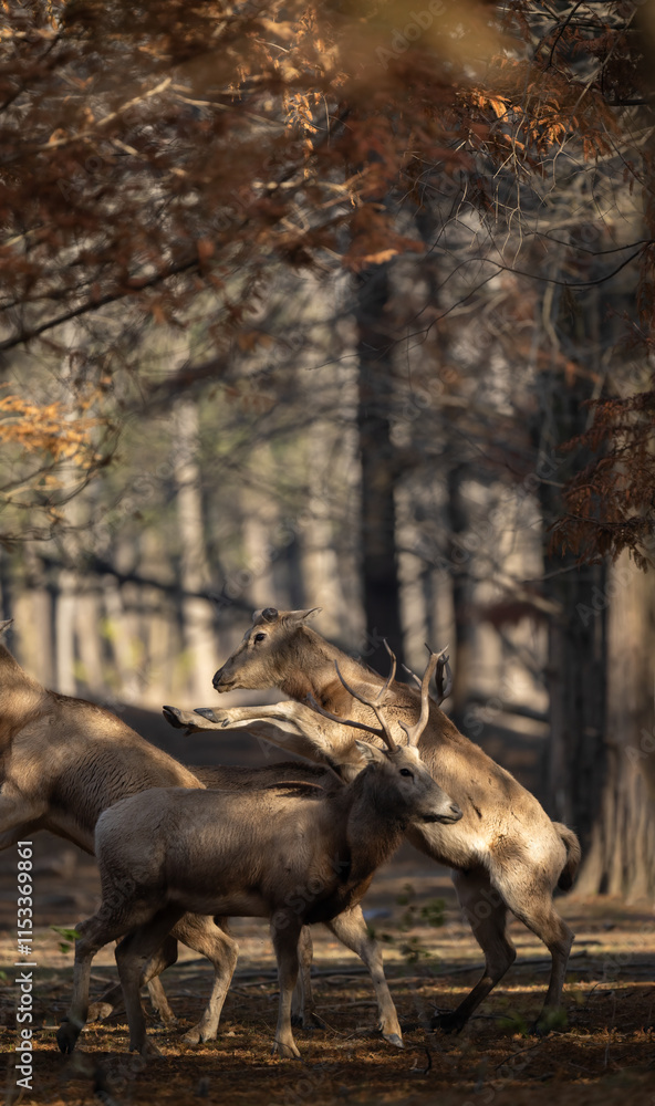 Obraz premium Elks playing in the forest.