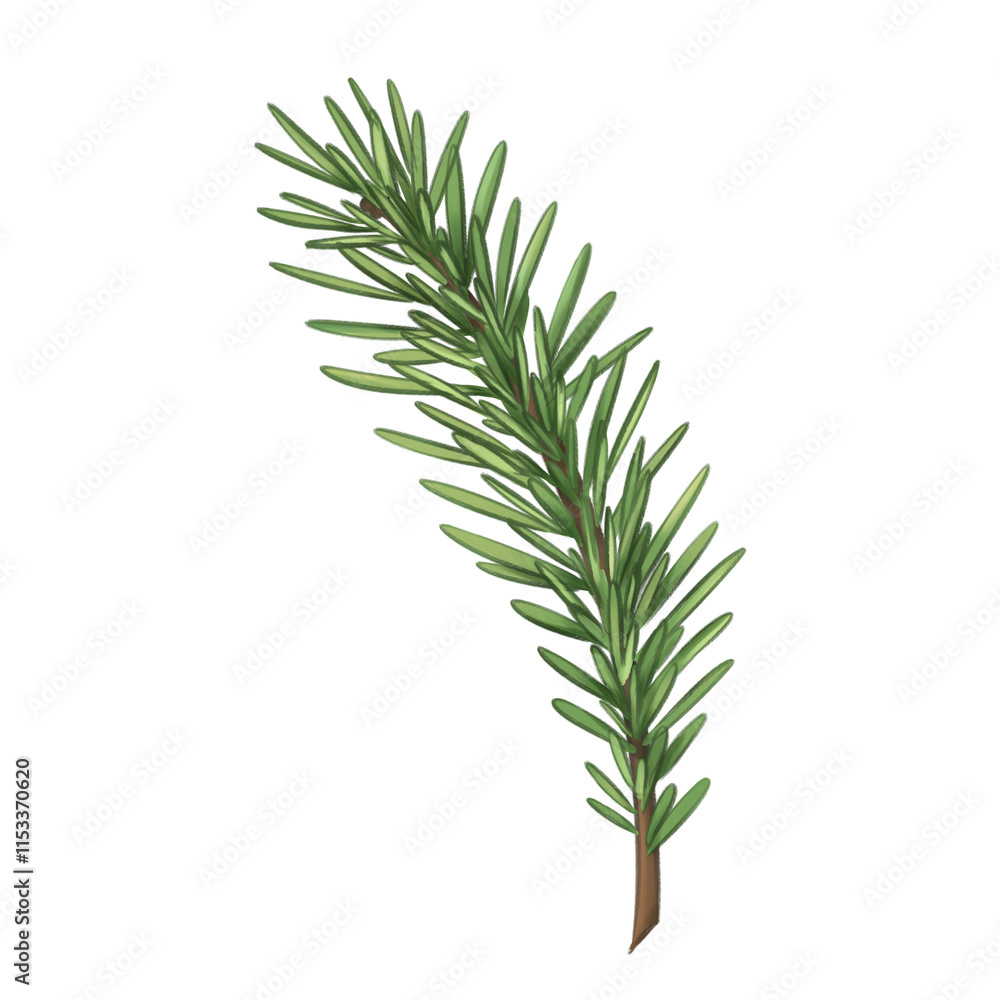 Spruce twigs for organic home decor, gifts, festive bouquets and wreaths. Eco friendly Christmas, seasonal events. Natural materials, environmentally friendly design elements. Isolated illustration Spruce twigs for organic home decor, gifts, festive bouquets and wreaths. Eco friendly Christmas, seasonal events. Natural materials, environmentally friendly design elements. Isolated illustration
