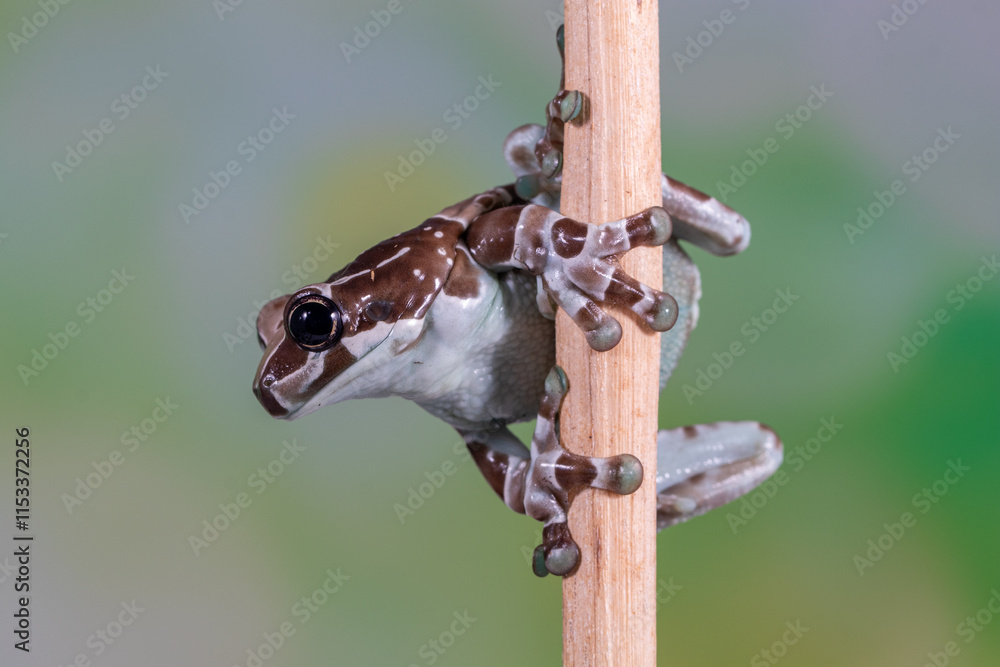 The Mission golden-eyed tree frog or Amazon milk frog (Trachycephalus resinifictrix) is a large species of arboreal frog native to the Amazon Rainforest in South America The Mission golden-eyed tree frog or Amazon milk frog (Trachycephalus resinifictrix) is a large species of arboreal frog native to the Amazon Rainforest in South America