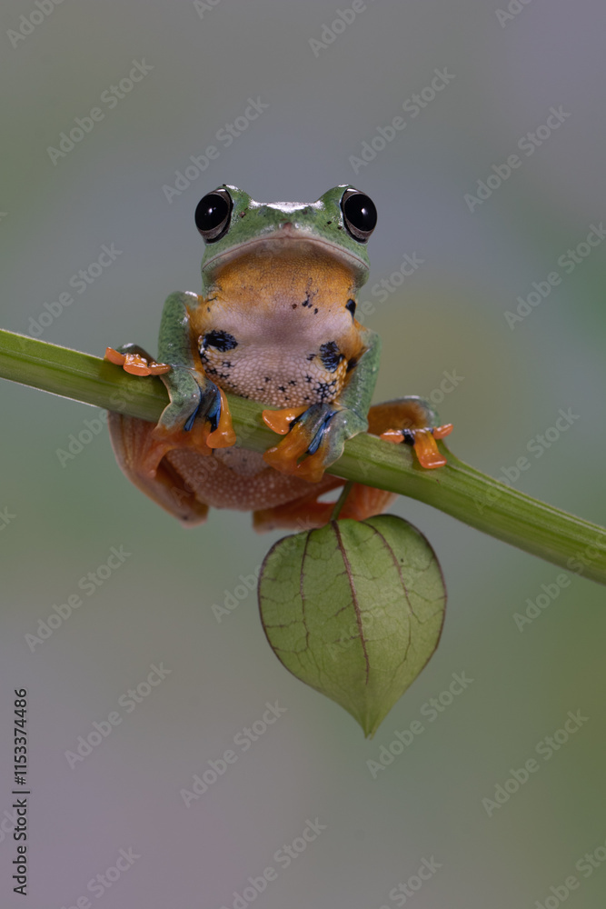 Obraz premium The green flying frog, small flying tree frog, Reinwardti's frog, Reinwardti's flying frog, Reinwardti's tree frog, Reinwardti's gliding frog, or black-webbed tree frog (Rhacophorus reinwardtii) is a 