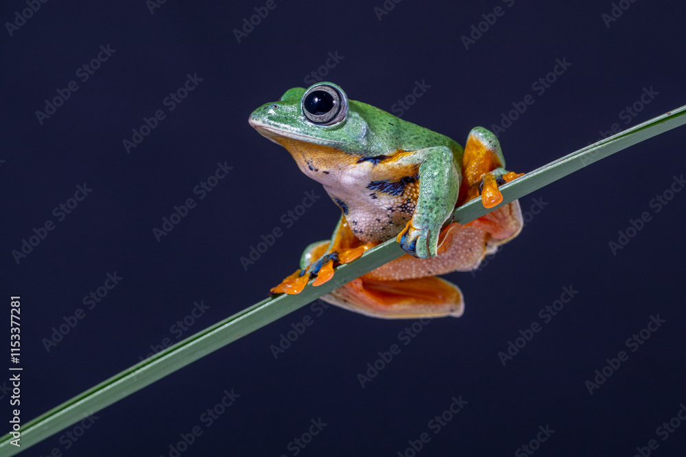 Naklejka premium The green flying frog, small flying tree frog, Reinwardti's frog, Reinwardti's flying frog, Reinwardti's tree frog, Reinwardti's gliding frog, or black-webbed tree frog (Rhacophorus reinwardtii) is a 