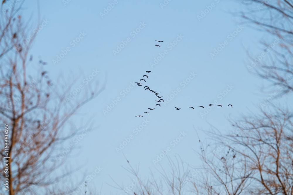 Migratory birds fly over the forest in the early morning. Migratory birds fly over the forest in the early morning.