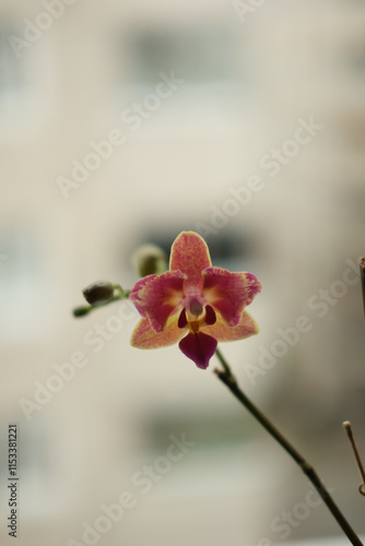 Orchids with bokeh