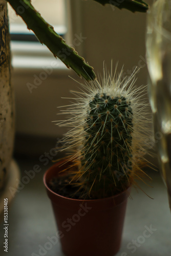Cactus in a pot
