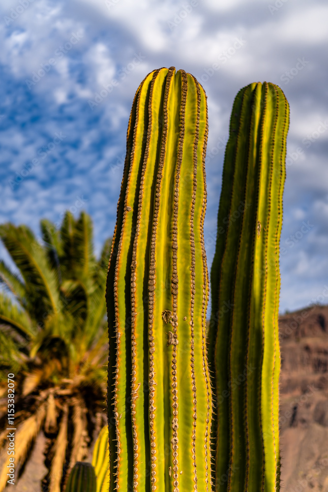A tall cactus with a green stem and brown spots A tall cactus with a green stem and brown spots