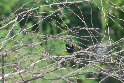An Indian Robin in a thorny bush