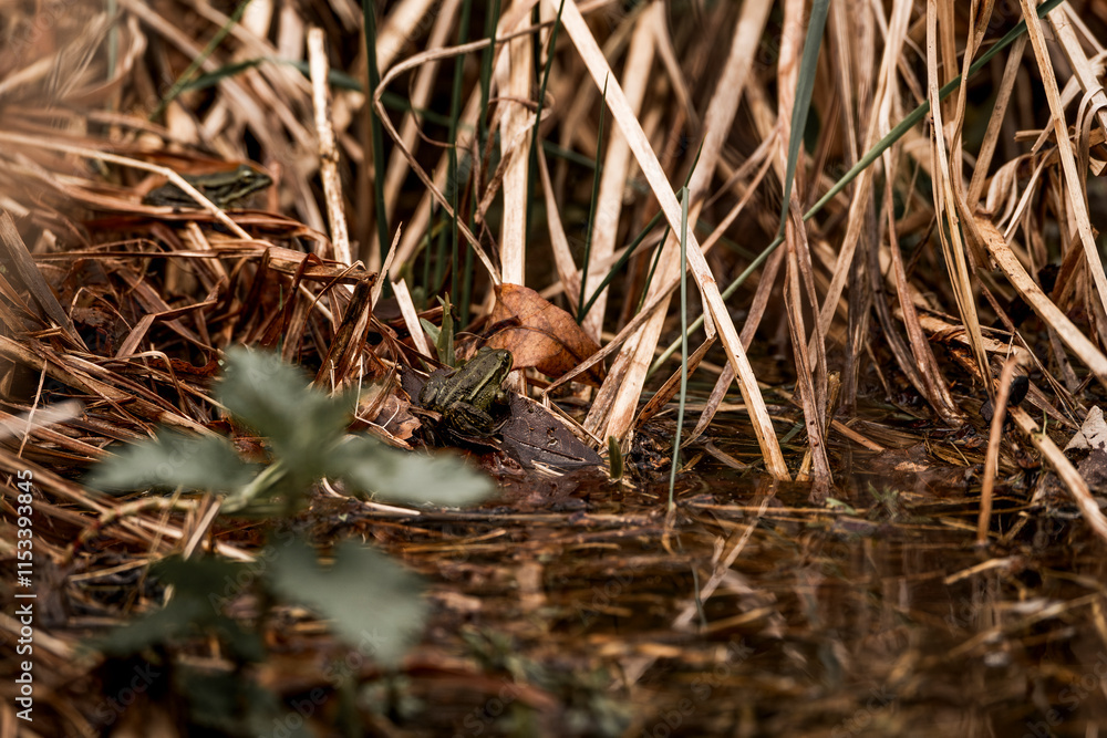 frog in dutch nature water wildlife frog in dutch nature water wildlife