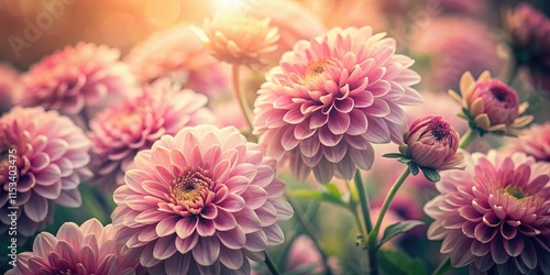 Blooming pink flowers, a nostalgic floral still life.  Old-fashioned beauty captured in a vintage photograph.