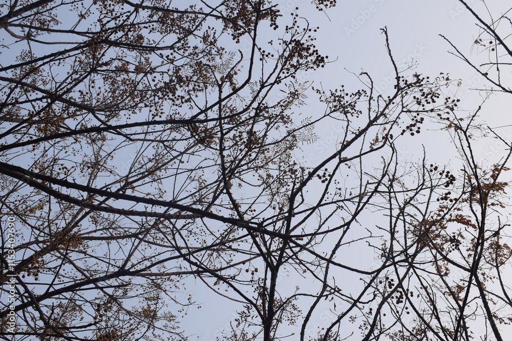 Leaves of trees without leaves due to autumn, The numerous branches of the Kanlapaphruek tree and its blossoming flowers, Beautiful Silhouette Tree Leaves of trees without leaves due to autumn, The numerous branches of the Kanlapaphruek tree and its blossoming flowers, Beautiful Silhouette Tree