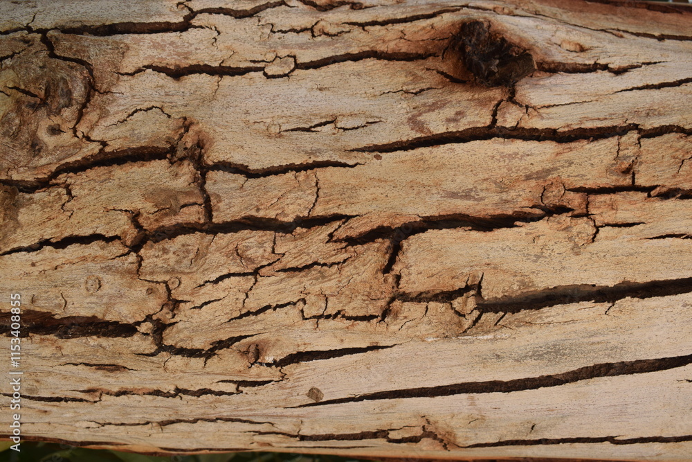 Wood Textures of Puebla, Mexico. Old buildings and Doors, a photography of a close up of a tree trunk with a hole in it, a close up of a piece of wood with a hole in it. Wood Textures of Puebla, Mexico. Old buildings and Doors, a photography of a close up of a tree trunk with a hole in it, a close up of a piece of wood with a hole in it.