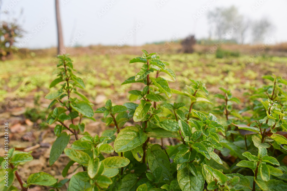 Mint plant in early autumn, Pakistan,Mentha piperita Chocolate, a hybrid mint of watermint and spearmint. Native to Europe and the Middle East, is cultivated worldwide, and among the oldest herbs used Mint plant in early autumn, Pakistan,Mentha piperita Chocolate, a hybrid mint of watermint and spearmint. Native to Europe and the Middle East, is cultivated worldwide, and among the oldest herbs used