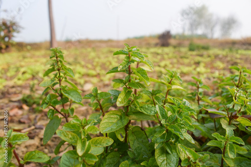 Mint plant in early autumn, Pakistan,Mentha piperita Chocolate, a hybrid mint of watermint and spearmint. Native to Europe and the Middle East, is cultivated worldwide, and among the oldest herbs used