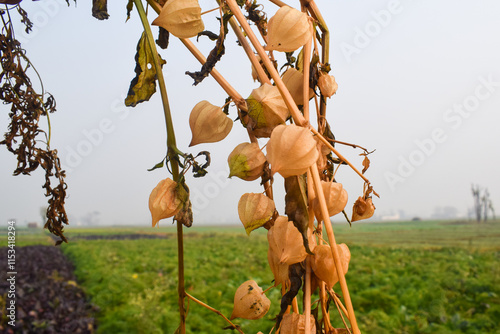 This  yellow is ciplukan fruit or scientific name Physalis Angulata L. and this fruit flavor is sour, tasteless, almost the same as tomato flavor ( buah ciplukan atau seletup ) photo