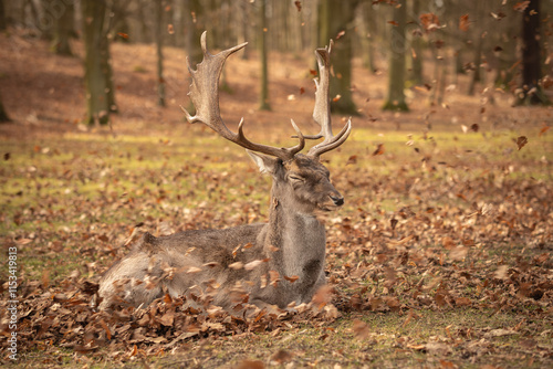 Fototapeta Naklejka Na Ścianę i Meble -  Common Fallow Deer with Closed Eyes and Fallen Autumn Leaves in Blatna. Furry Buck with Antlers Lies Down in Park in Czech Republic.