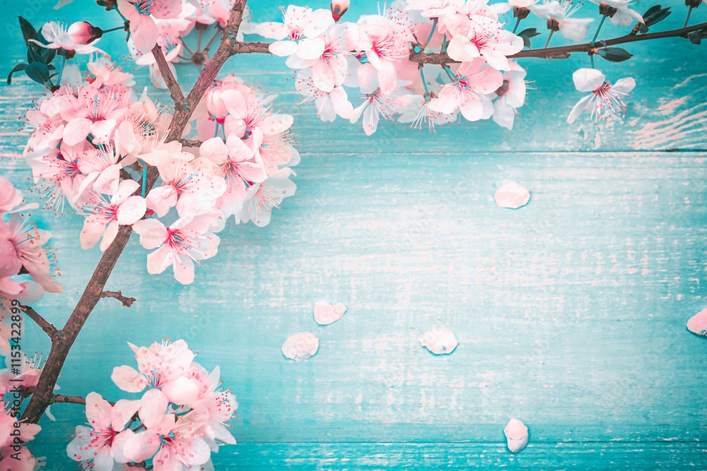 Spring floral background. Fresh pink cherry flowers on turquoise vintage wooden background, close-up macro, copy space.