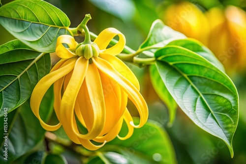 Vibrant Yellow Ylang-Ylang Flower Close-up with Copy Space - Tropical Floral Background photo