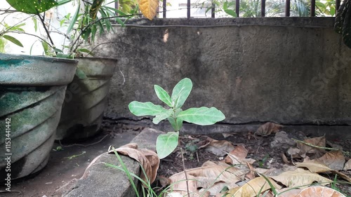 Calotropis gigantea plant. Its other names is crown flower, Giant milkweed, Bowstring hemp, Swallow wort, and Asclepiad tree. This plant is used in many Ayurvedic medicines.  photo