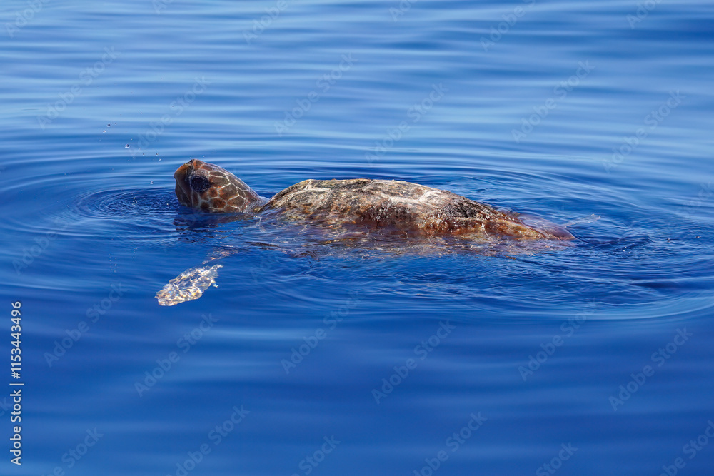 Fototapeta premium The loggerhead sea turtle, Caretta caretta, rests on the surface of the ocean