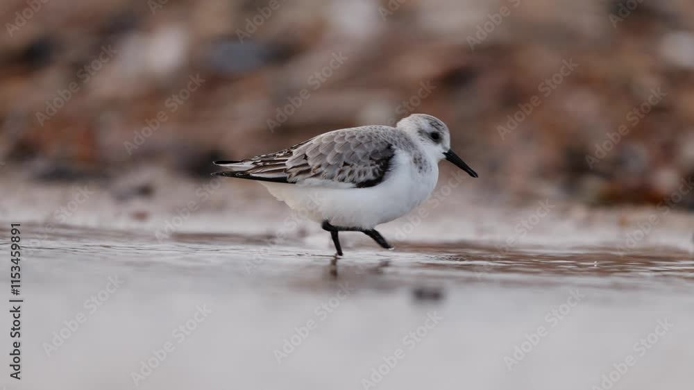 Close up telephoto shot of a Sanderling or Calidris alba walking along a sandy shoreline, searching for food
