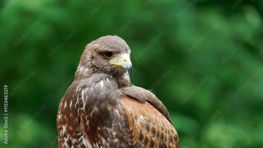 Close-Up of a Majestic Hawk Perched Against a Lush Green Background Close-Up of a Majestic Hawk Perched Against a Lush Green Background