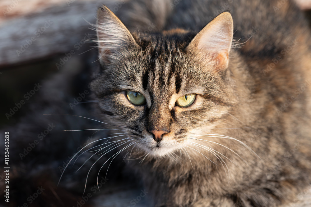 Fototapeta premium A tabby cat peacefully relaxing on a wooden bench, basking in the warm sunlight. This image captures the serenity and beauty of a quiet moment. Shot with a Sony camera.