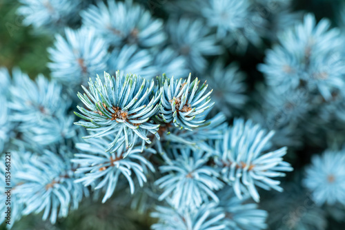 A detailed macro shot of blue spruce needles, showcasing their unique texture and color. This image captures the beauty of nature up close. Shot with a Sony camera.