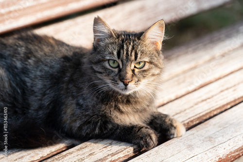 A tabby cat peacefully relaxing on a wooden bench, basking in the warm sunlight. This image captures the serenity and beauty of a quiet moment. Shot with a Sony camera.