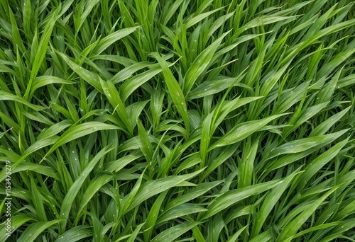 rich verdant grass leaves rustl photo