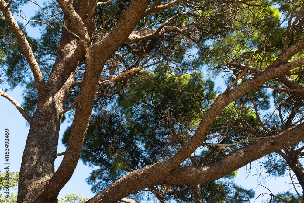 Obraz premium Top of pine tree on a sunny day. Pine landscape for publication, poster, calendar, post, screensaver, wallpaper, postcard, banner, cover. High quality photo