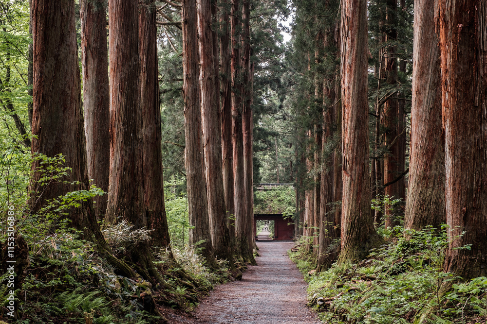 Fototapeta premium 戸隠神社参道・随神門と杉並木