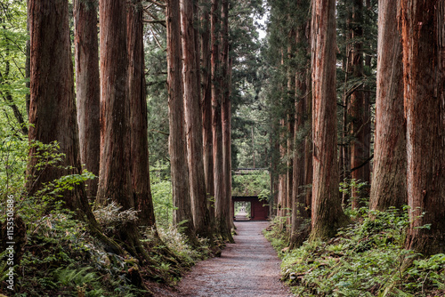 戸隠神社参道・随神門と杉並木 photo