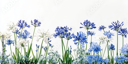 A vibrant line of tall, blooming blue and white agapanthus bluebell flowers stands out against a white backdrop, creating a soft, textural blue landscape banner.