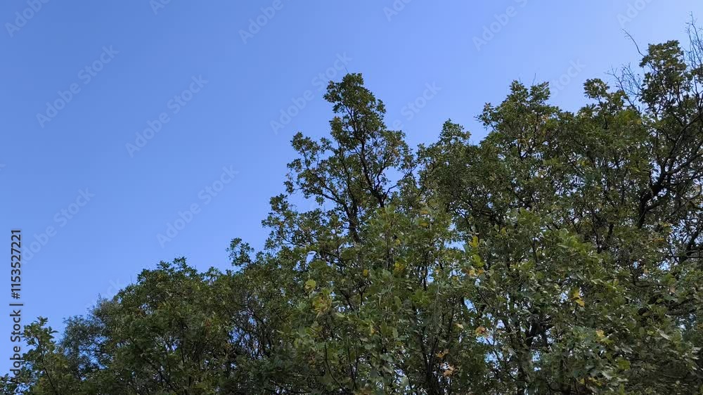 Branches with green and yellow leaves belonging to a large tree Branches with green and yellow leaves belonging to a large tree