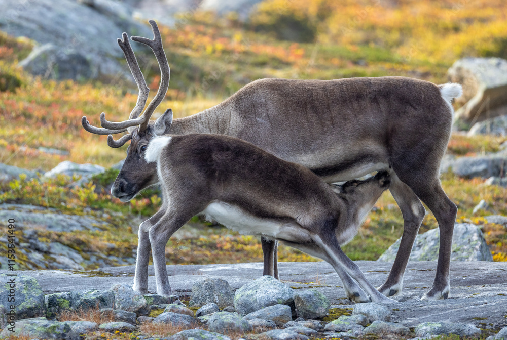 Young reindeer in the mountains, caribou in autumn. Young reindeer in the mountains, caribou in autumn.