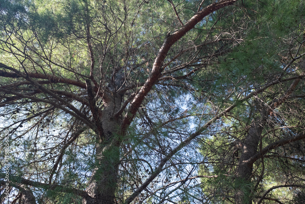 Top of pine tree on a sunny day. Pine landscape for publication, poster, calendar, post, screensaver, wallpaper, postcard, banner, cover. High quality photo