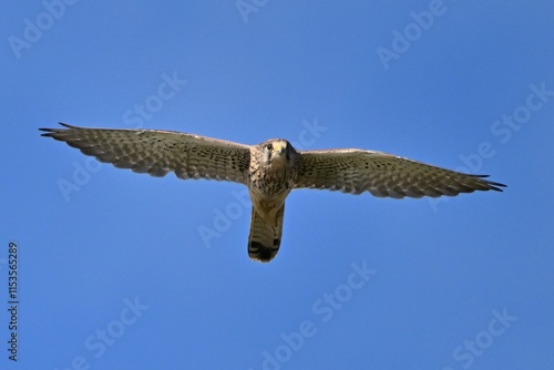 osprey in flight