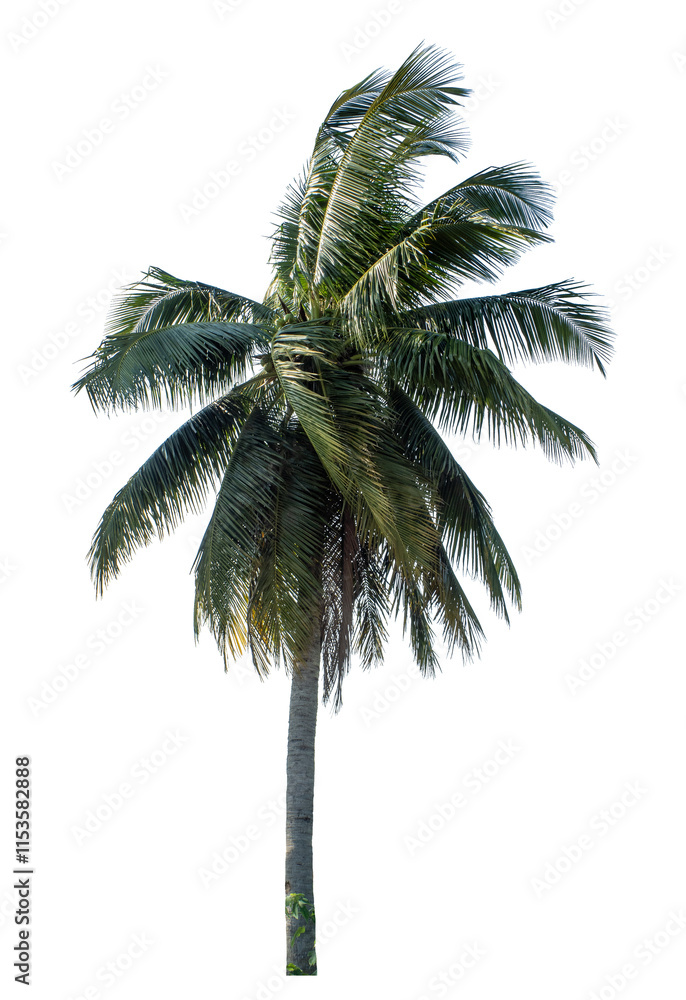 Obraz premium Coconut tree on transparent background with clipping path and alpha channel..